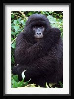 Mountain Gorilla preening, Group 11, Rwanda Fine Art Print