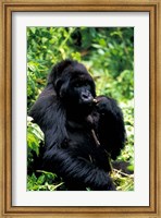 Mountain Gorilla, Virunga Volcanoes National Park, Rwanda Fine Art Print