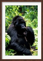 Mountain Gorilla, Virunga Volcanoes National Park, Rwanda Fine Art Print