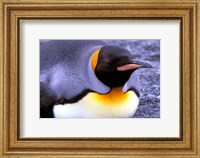 Penguin, Sub-Antarctic, South Georgia Island Fine Art Print