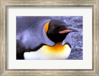 Penguin, Sub-Antarctic, South Georgia Island Fine Art Print
