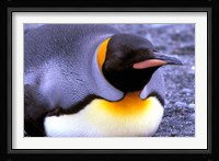 Penguin, Sub-Antarctic, South Georgia Island Fine Art Print