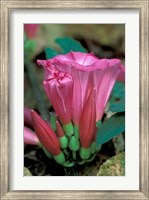 Pink Flower with buds, Gombe National Park, Tanzania Fine Art Print