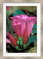 Pink Flower with buds, Gombe National Park, Tanzania Fine Art Print