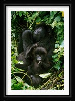 Mountain Gorillas, Parc N. Volcans, Rwanda Fine Art Print
