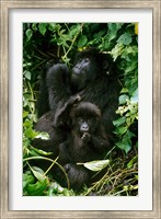 Mountain Gorillas, Parc N. Volcans, Rwanda Fine Art Print