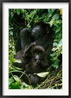 Mountain Gorillas, Parc N. Volcans, Rwanda Fine Art Print