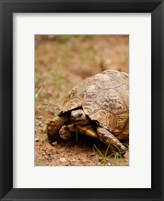 Mountain tortoise, Mkuze Game Reserve, South Africa Fine Art Print