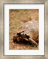 Mountain tortoise, Mkuze Game Reserve, South Africa Fine Art Print