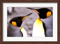 Two Penguins, Sub-Antarctic, South Georgia Island Fine Art Print