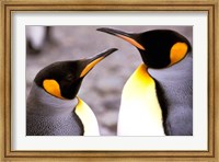 Two Penguins, Sub-Antarctic, South Georgia Island Fine Art Print