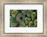 Peacock Feather Design Fine Art Print