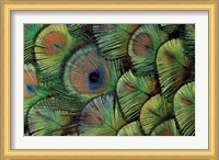 Peacock Feather Design Fine Art Print