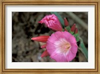 Pink Flower in Bloom, Gombe National Park, Tanzania Fine Art Print