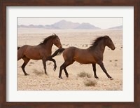 Namibia, Aus, Wild horses in Namib Desert Fine Art Print