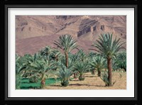 Palmery Below Mountains, Morocco Fine Art Print