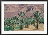 Palmery Below Mountains, Morocco Fine Art Print