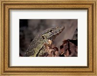Nile Monitor Lizard, Gombe National Park, Tanzania Fine Art Print