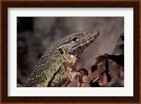 Nile Monitor Lizard, Gombe National Park, Tanzania Fine Art Print