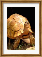 Plough-share Tortoise, Ampijeroa Forest Station, Madagascar Fine Art Print