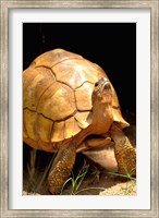 Plough-share Tortoise, Ampijeroa Forest Station, Madagascar Fine Art Print