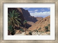 Palm Trees and Creekbed Below Limestone Cliffs, Morocco Fine Art Print