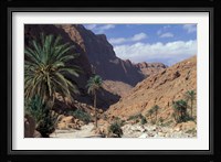 Palm Trees and Creekbed Below Limestone Cliffs, Morocco Fine Art Print