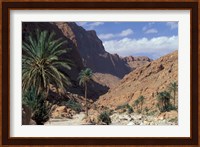Palm Trees and Creekbed Below Limestone Cliffs, Morocco Fine Art Print