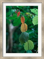 Rainy Season Vegetation, Gombe National Park, Tanzania Fine Art Print