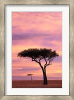 Pair of Accasia Trees at dawn, Masai Mara, Kenya Fine Art Print