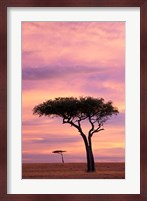 Pair of Accasia Trees at dawn, Masai Mara, Kenya Fine Art Print
