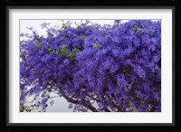 Plumbago Shrub, Paul Kruger's House, Pretoria, Gauteng, South Africa Fine Art Print