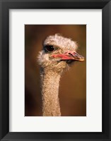 Namibia, Common Ostrich bird Fine Art Print