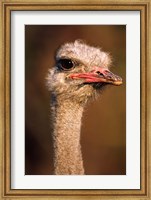 Namibia, Common Ostrich bird Fine Art Print