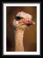 Namibia, Common Ostrich bird Fine Art Print