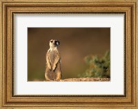 Namibia, Keetmanshoop, Meerkat, mongoose standing up, Namib Desert Fine Art Print