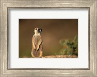 Namibia, Keetmanshoop, Meerkat, mongoose standing up, Namib Desert Fine Art Print