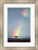 Rainbow Forms Amid Rain Clouds, Masai Mara Game Reserve, Kenya Fine Art Print