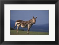 Rare Cape Mountain Zebra, South Africa Fine Art Print