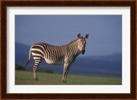 Rare Cape Mountain Zebra, South Africa Fine Art Print