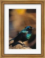 Namibia. Lesser Blue-eared Glossy Starling bird Fine Art Print