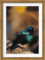 Namibia. Lesser Blue-eared Glossy Starling bird Fine Art Print