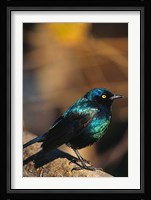 Namibia. Lesser Blue-eared Glossy Starling bird Fine Art Print