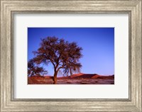 Namibia, Namib Naukluft NP, Sossusvlei desert, Tree Fine Art Print