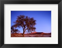 Namibia, Namib Naukluft NP, Sossusvlei desert, Tree Fine Art Print