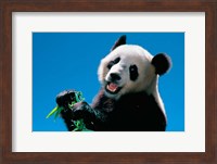 Panda Eating Bamboo, Wolong, Sichuan, China Fine Art Print