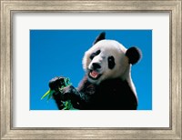 Panda Eating Bamboo, Wolong, Sichuan, China Fine Art Print