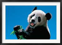Panda Eating Bamboo, Wolong, Sichuan, China Fine Art Print