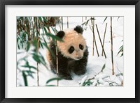 Panda Cub on Snow, Wolong, Sichuan, China Fine Art Print
