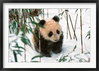 Panda Cub on Snow, Wolong, Sichuan, China Fine Art Print
